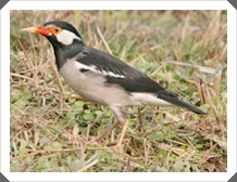 §ҧ (Asian Pied Starling)