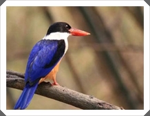 Ǵ (Black-capped Kingfisher)