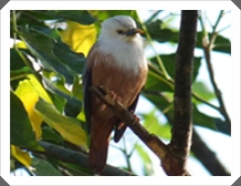 çź (Chestnut-tailed Starling)