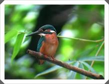 繹¸ (Common Kingfisher)