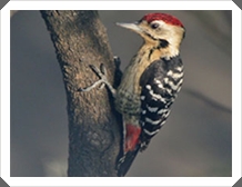 Ǣҹҧ͡¨ش (Fulvous-breasted Woodpecker)