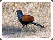 лٴ˭ (Greater Coucal)