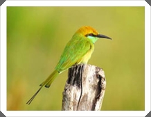 Һ (Green Bee-eater)