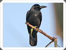 ա (Large-billed Crow)