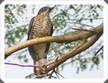 Ѵ˭ (Large Hawk Cuckoo)
