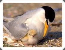 ҧź (Little Tern)