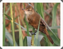 ˭ѹ (Oriental Reed Warbler)