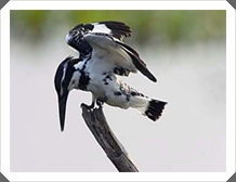 繻ѡѡ (Pied Kingfisher)