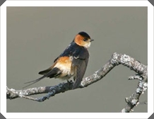 ҧ蹵⾡ᴧ (Red-rumped Swallow)