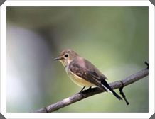 Ѻŧᴧ (Red-throated Flycatcher)
