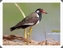 Ǵ (Red-wattled Lapwing)