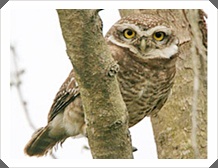 Ҩش (Spotted Owlet)