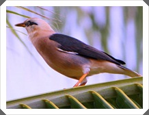 çչ (Vinous-breasted Starling)