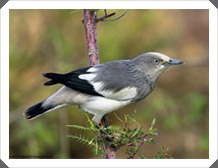 çźա (White-shouldered Starling)