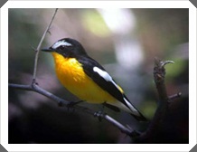 Ѻŧ⾹ͧ (Yellow-rumped Flycatcher)