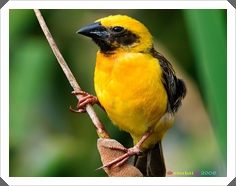 ШҺͧ (Asian Golden Weaver)