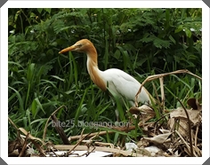 ҧ (Cattle Egret)
