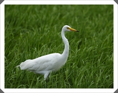 ҧⷹ (Intermediate Egret)