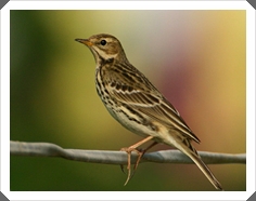 ҴԹ͡ᴧ (Red-throated Pipit)