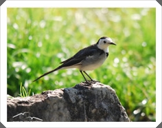 ҵ (White Wagtail)
